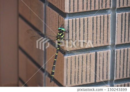 Dragonfly on a wall 130243899