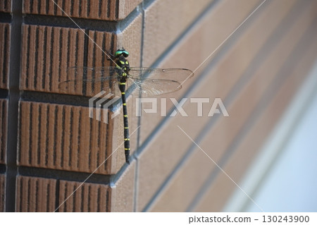 Dragonfly on a wall 130243900