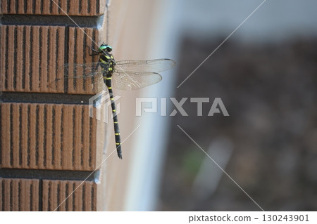 Dragonfly on a wall 130243901