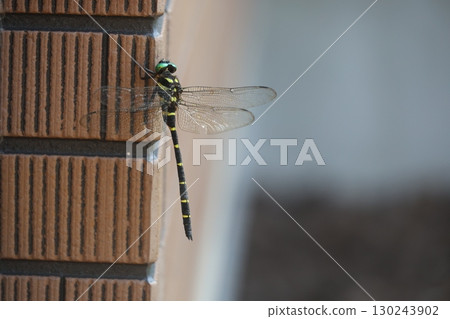 Dragonfly on a wall 130243902