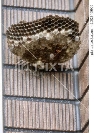 The nest of Ashana-nagi 130243905