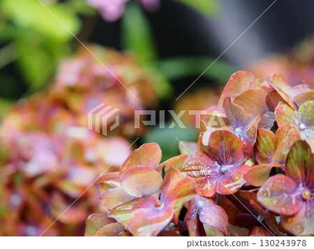 Hydrangea wet in the rain Hydrangea wet in the rain 130243978