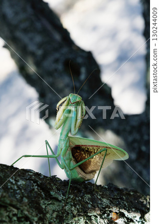 The threat of a large mantis The threat of a large mantis 130244009