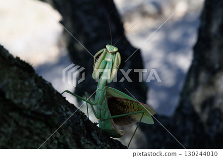The threat of a large mantis The threat of a large mantis 130244010
