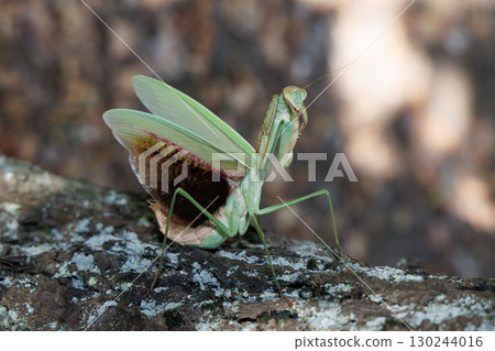 大螳螂的威脅 大螳螂的威脅 130244016