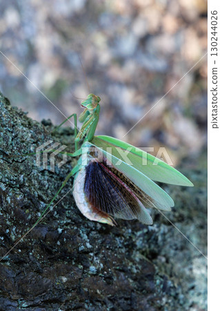 The threat of a large mantis The threat of a large mantis 130244026