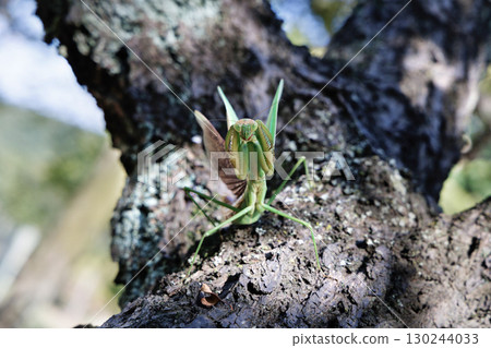 The threat of a large mantis The threat of a large mantis 130244033