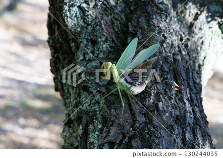 The threat of a large mantis 130244035