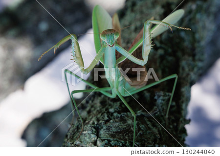 The threat of a large mantis 130244040