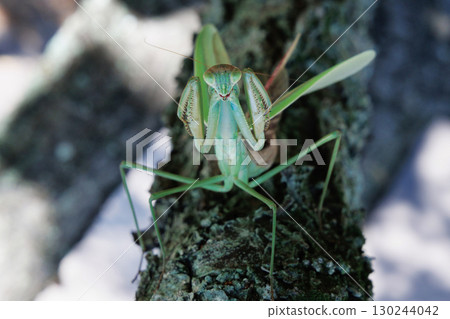 The threat of a large mantis The threat of a large mantis 130244042