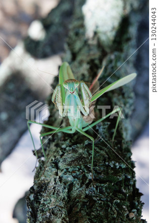 大螳螂的威脅 130244043