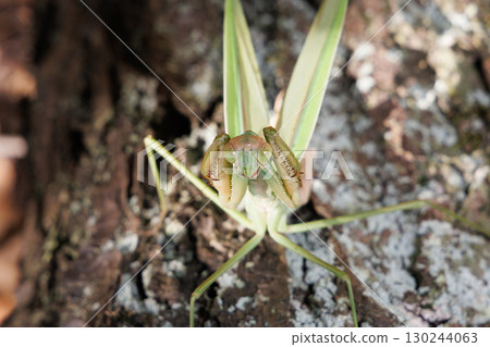 The threat of a large mantis 130244063