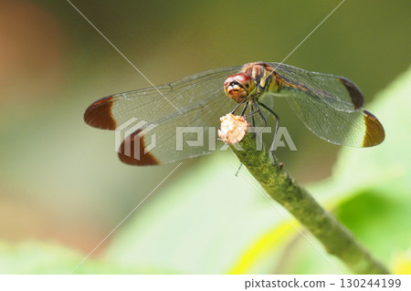 Konoshimetornbo（女） 130244199