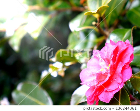 冬日盛開的山茶花 130244361