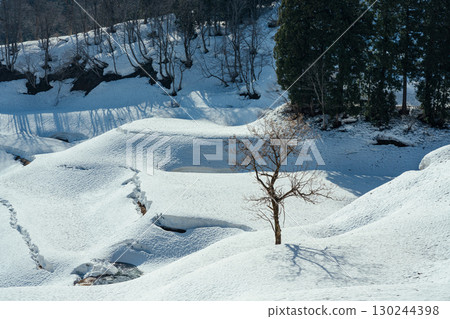 A tree in a rice terrace photographed with a telephoto lens 130244398