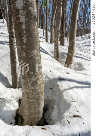 陽光照射下的山毛櫸森林 陽光照射下的山毛櫸森林 130244410