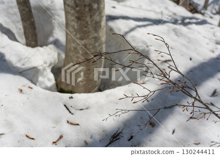 Photographing a twig with buds by blurring the beech tree 130244411