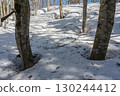 Beech forest with long shadows of trees on the snow 130244412