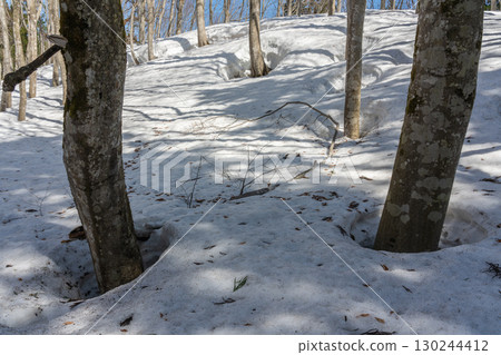 Beech forest with long shadows of trees on the snow Beech forest with long shadows of trees on the snow 130244412