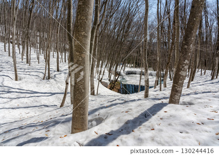 Sunlit beech forest and small pond 130244416