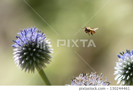 Bees love Higotai Bees love Higotai 130244461