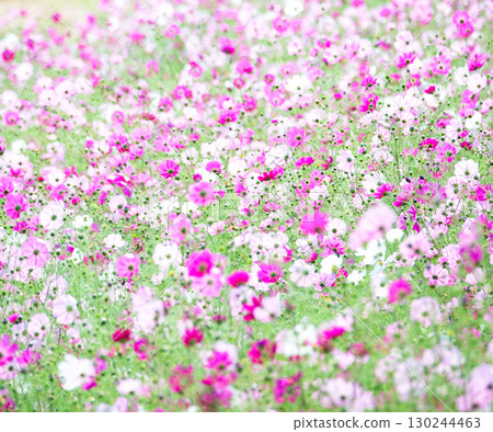 秋風中盛開的波斯菊花田 秋風中盛開的波斯菊花田 130244463