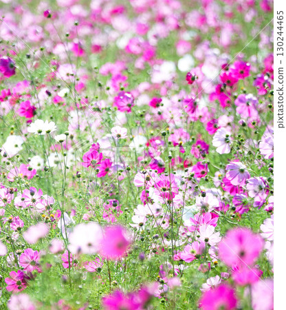 A field of cosmos flowers blooming beautifully in the autumn breeze A field of cosmos flowers blooming beautifully in the autumn breeze 130244465
