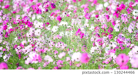 A field of cosmos flowers blooming beautifully in the autumn breeze A field of cosmos flowers blooming beautifully in the autumn breeze 130244466