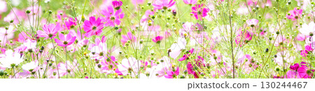 A field of cosmos flowers blooming beautifully in the autumn breeze A field of cosmos flowers blooming beautifully in the autumn breeze 130244467