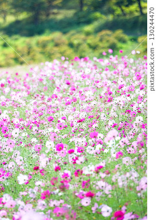 A field of cosmos flowers blooming beautifully in the autumn breeze 130244470