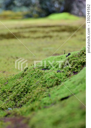 Three thousand hospital moss 130244562
