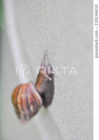 snail , gastropod or helix pomatia 130244610