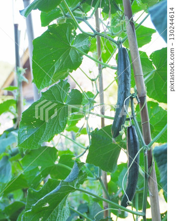 Cucumbers nearing harvest 130244614