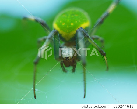 A spider that wants to catch prey 130244615