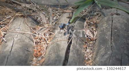 Dragonfly resting on a tree 130244617