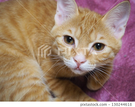 A cat staring at you 130244618