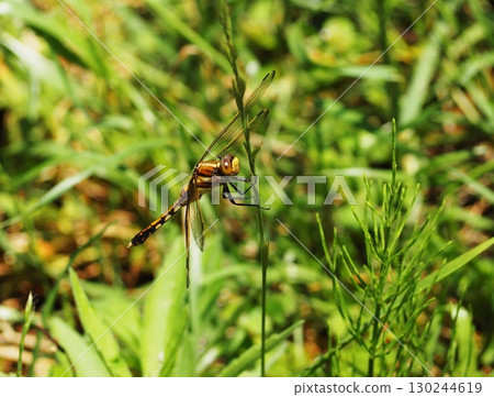 Dragonfly that fits in grass 130244619