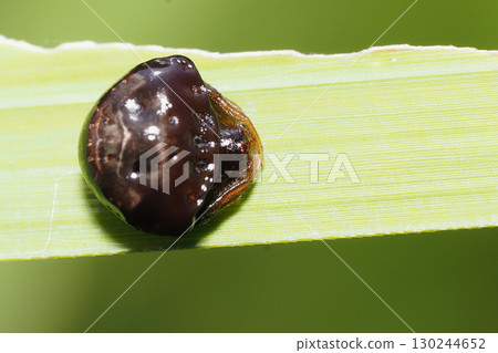 Shiroobitorinofundamachi（女，黑色） 130244652