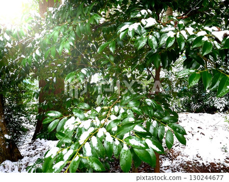 神社內覆蓋著白雪的榧葉 130244677