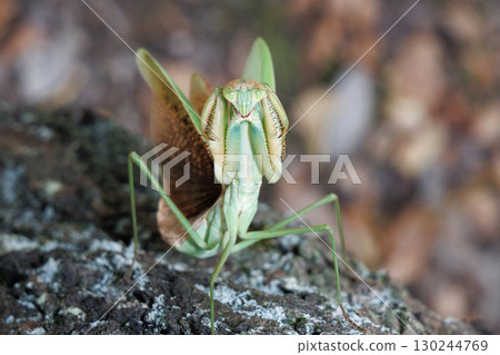 The threat of a large mantis 130244769