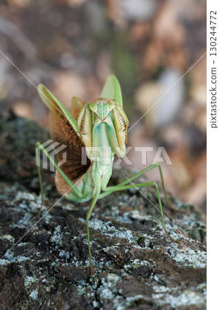 The threat of a large mantis 130244772