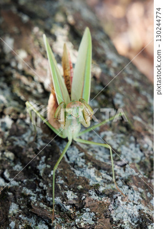 The threat of a large mantis 130244774