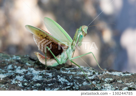 The threat of a large mantis 130244785