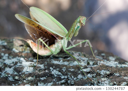 The threat of a large mantis 130244787