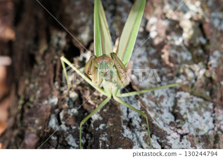 大螳螂的威脅 130244794