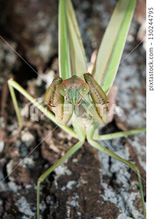 大螳螂的威脅 130244795