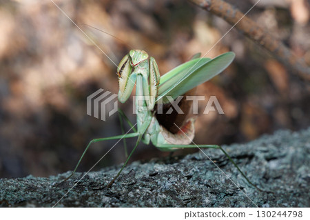 The threat of a large mantis 130244798