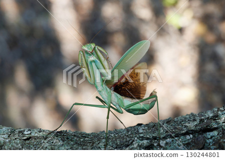 The threat of a large mantis 130244801