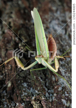 大螳螂的威脅 130244805