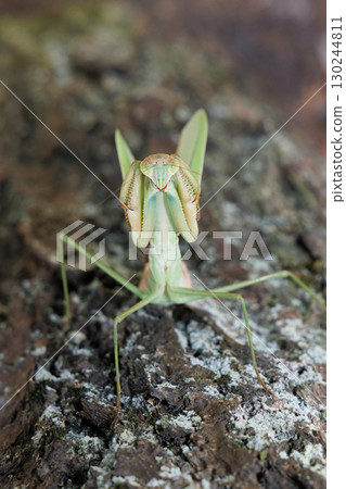 大螳螂的威脅 130244811